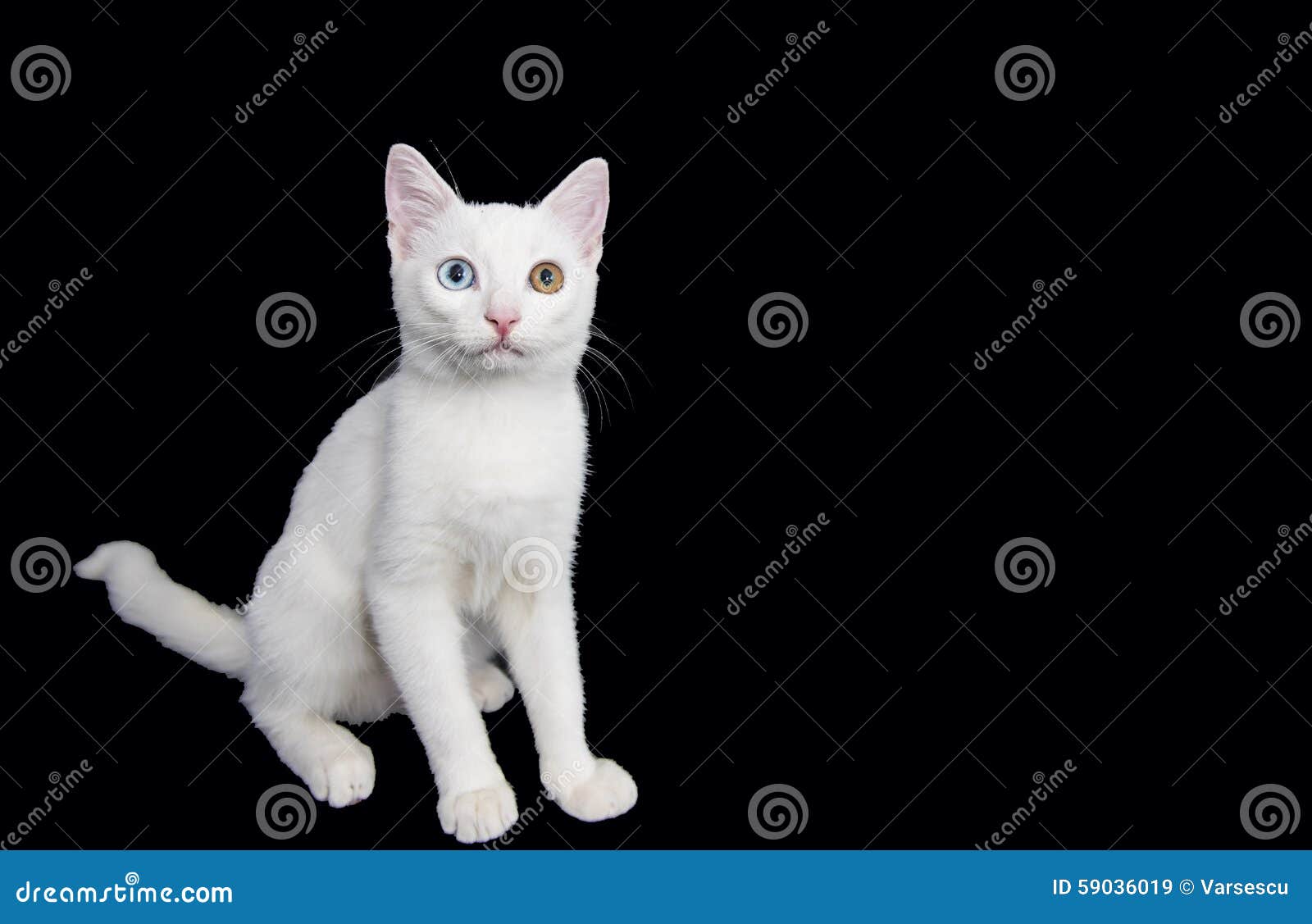 Weiße Katzen Grüne Und Blaueaugen Stockbild Bild Von