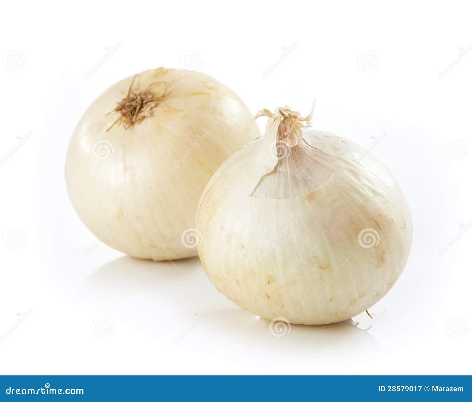 Weisse Zwiebel Stockbild Bild Von Vitamine Studio Eintragfaden 28579017