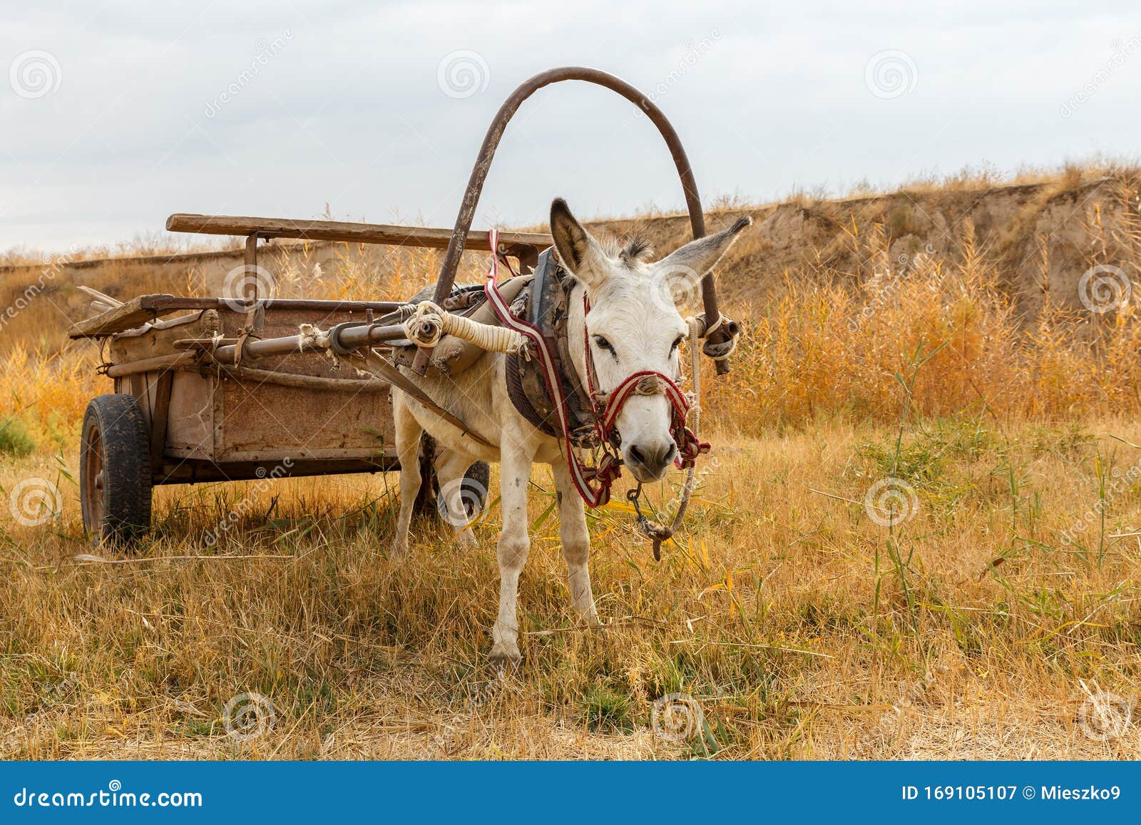 Weisser Esel Mit Karren Auf Dem Feld Stockbild Bild Von Feld Esel