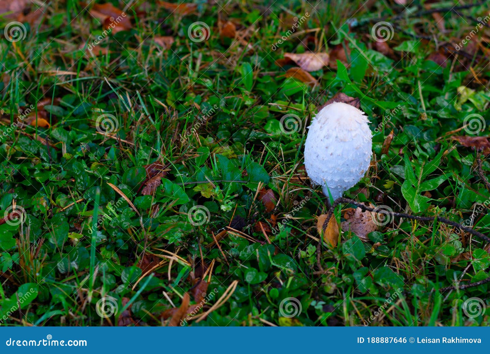 929 Coprinus Fotos Kostenlose Und Royalty Free Stock Fotos Von Dreamstime Seite 3
