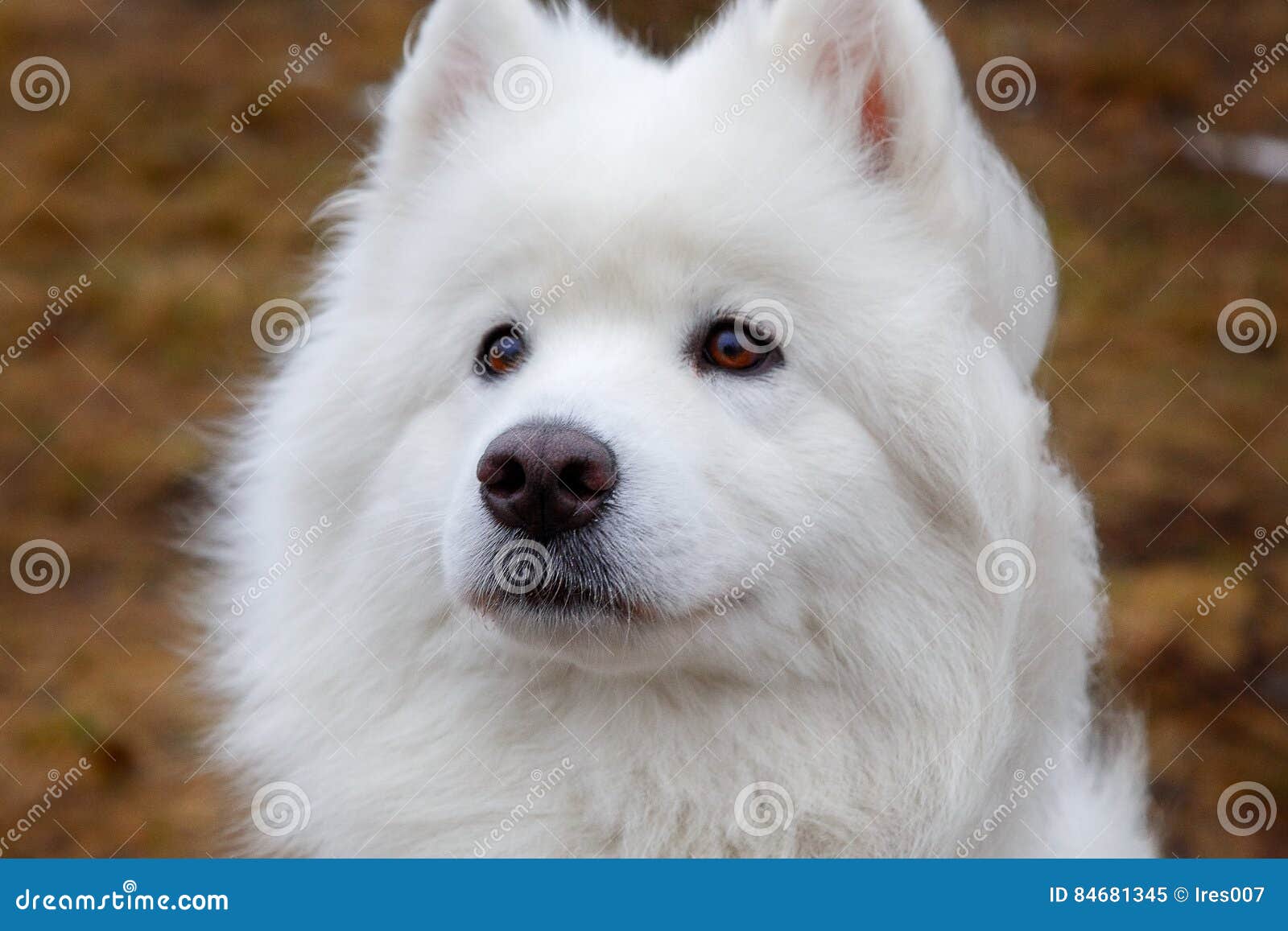 88+ Samoyed Images