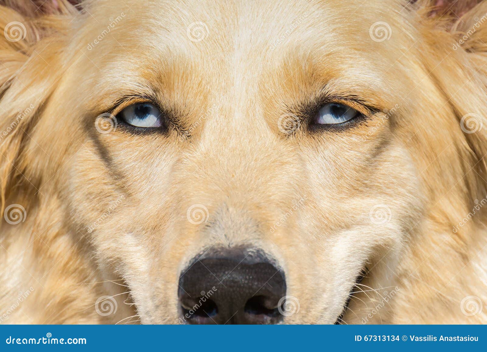 Weißer Schäferhund Mit Blauen Augen Ein Abschluss Herauf Porträt Stockfoto  - Bild von winter, schäferhund: 67313134