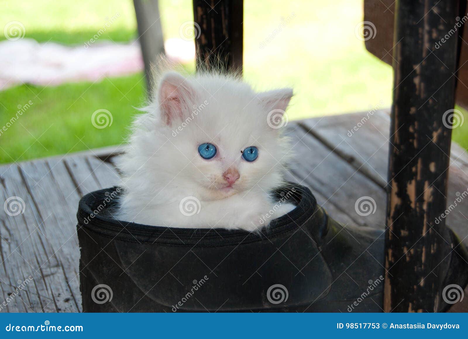 Weißes Kätzchen Der Netten Angoras Mit Blaue Augen Stockbild