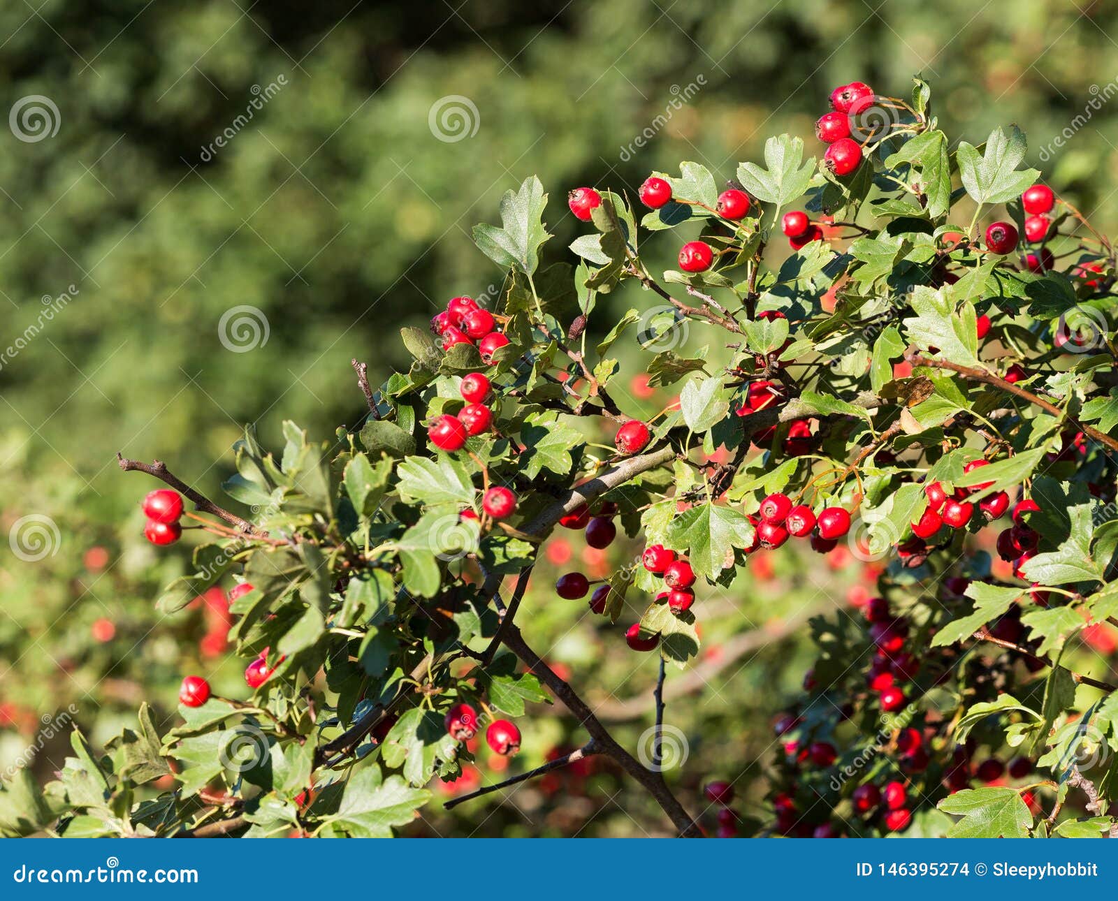 Wei?dornCrataegusstr?uche Mit Roten Beeren Im Sonnenlicht Stockfoto