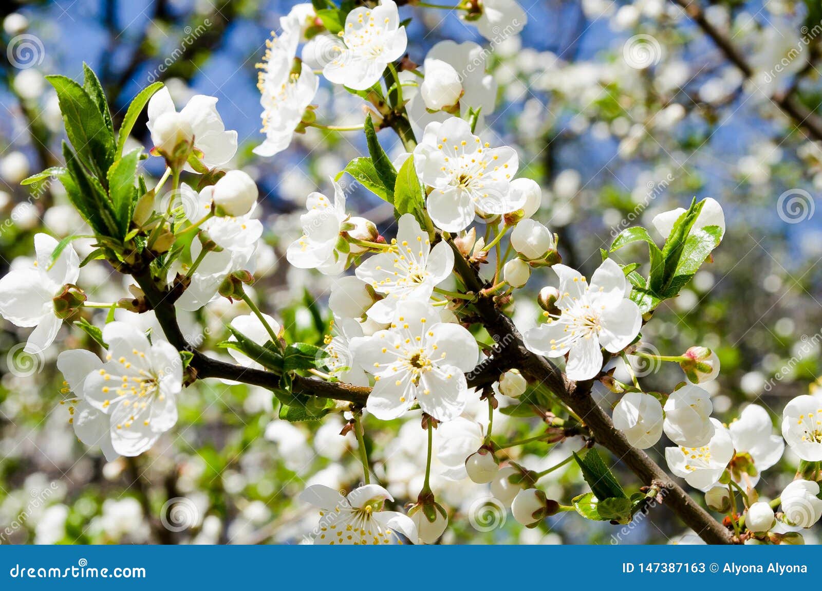 White Flowers Against The Blue Sky Background From A Flowering Tree Background For The Desktop Weighing Gardens The Aroma Of S Stockbild Bild Von Flowering Against