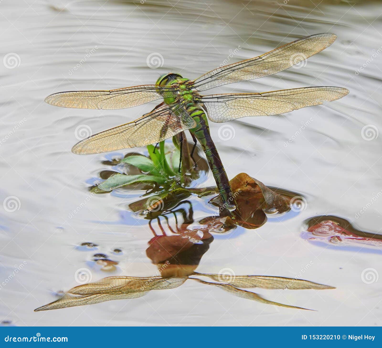 Weibliche Kaiserlibelle, Die Eier Legt Stockfoto Bild von libelle