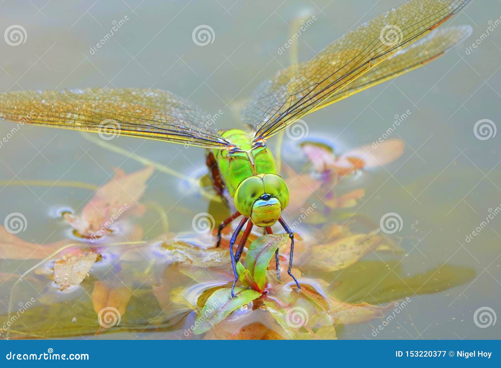 Weibliche Kaiserlibelle, Die Eier Legt Stockbild Bild von grün