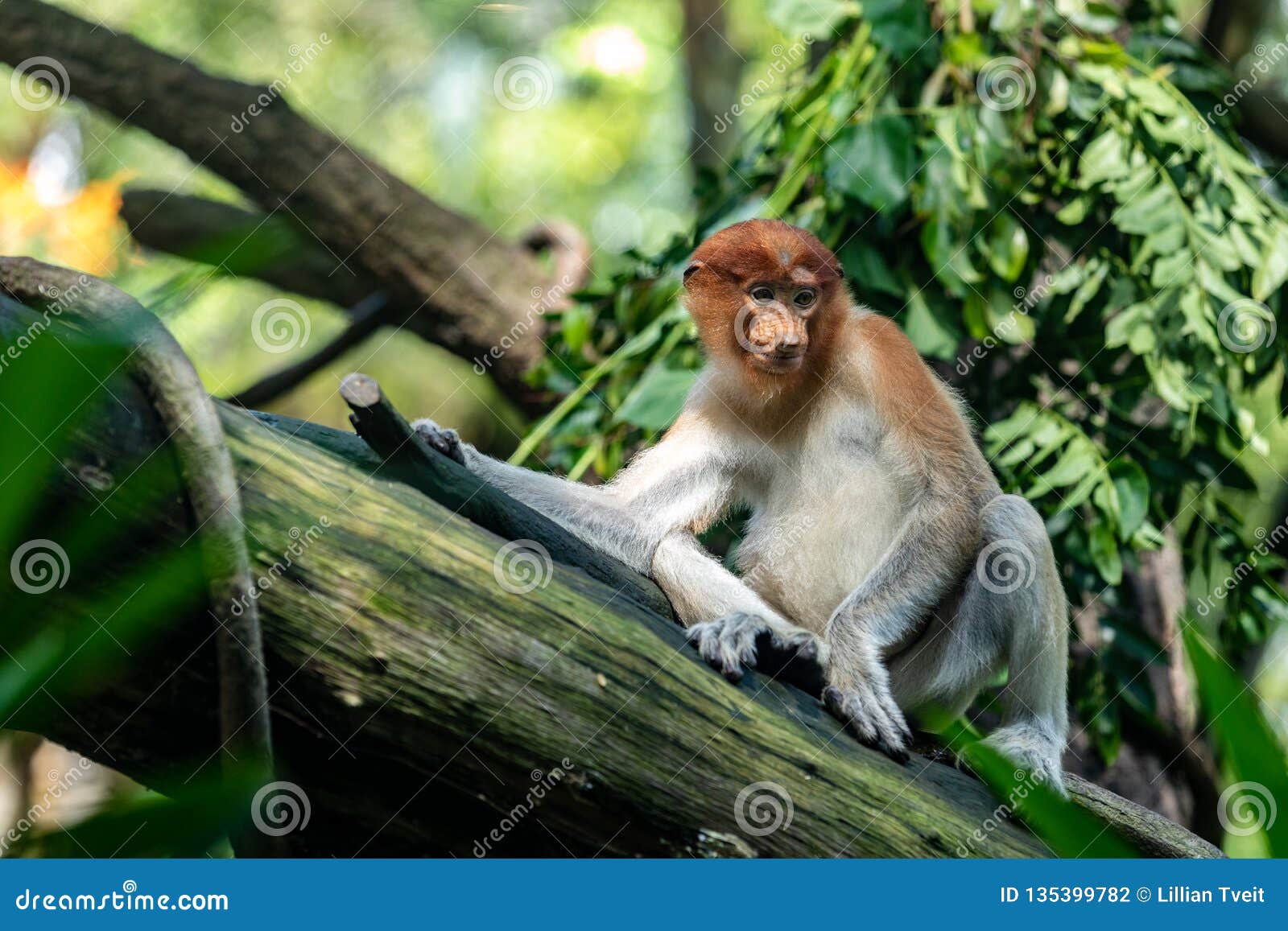 Weibliche Nasenaffe, Die Auf Einem Baumstamm Sitzt Stockfoto - Bild von ...