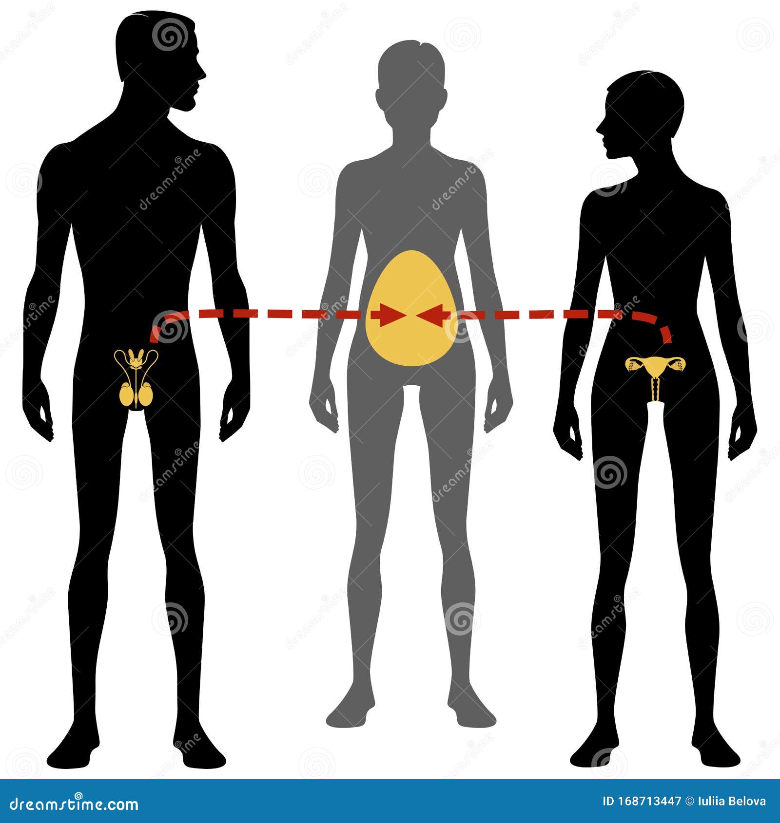 Weibliche Und Mannliche Korpersilhouette Und Fortpflanzungssystem Leihmutterschaft Und In Vitro Befruchtung Isolierte Perfekte B Stock Abbildung Illustration Von Medizin Eierstock 168713447