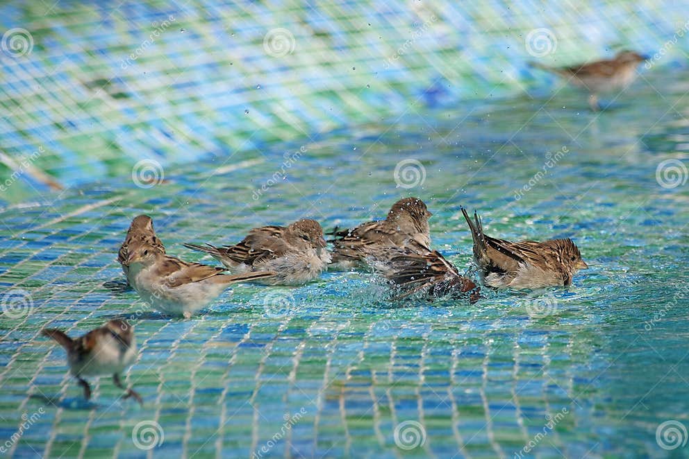 Weibliche Wilde Spatzen, Die Ein Vogelbad Im Seichten