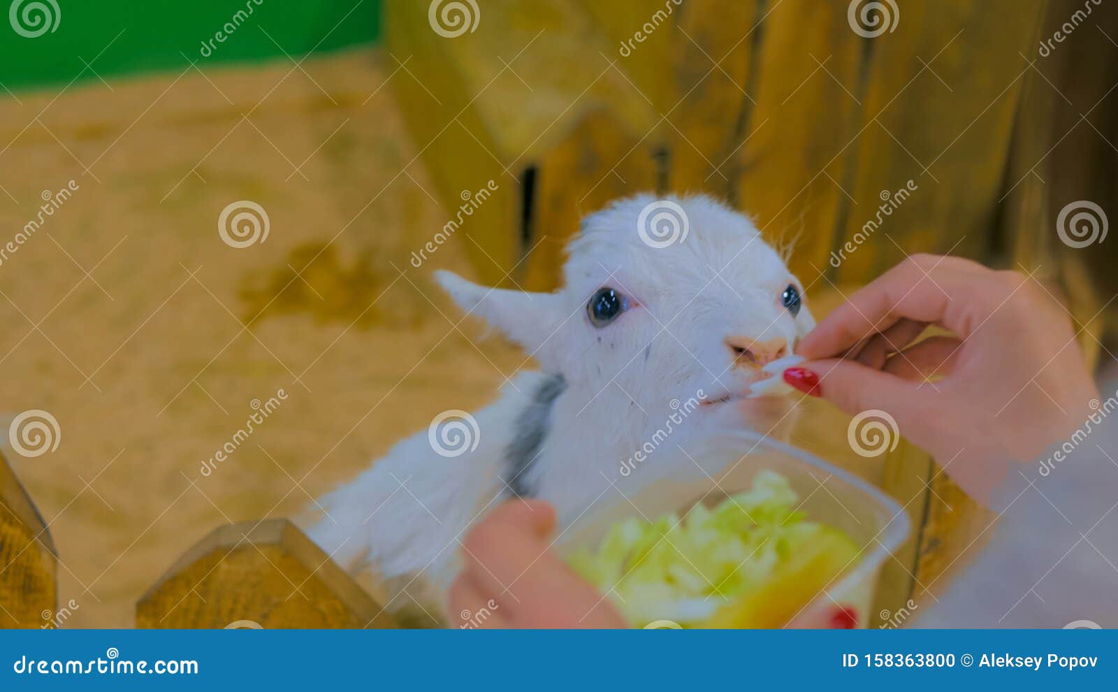 Weibliche Ziege stockfoto. Bild von zaun, ziege, neugier - 158363800