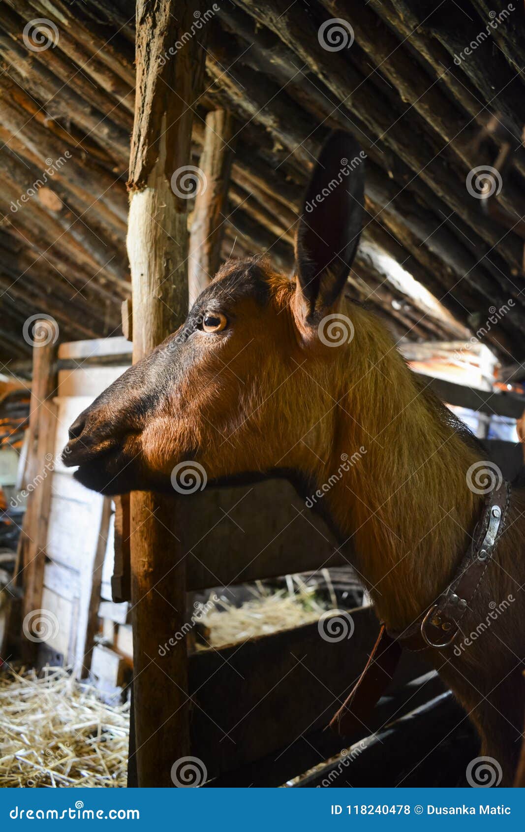 Weibliche Ziege in Der Traditionellen Scheune Stockfoto - Bild von ...