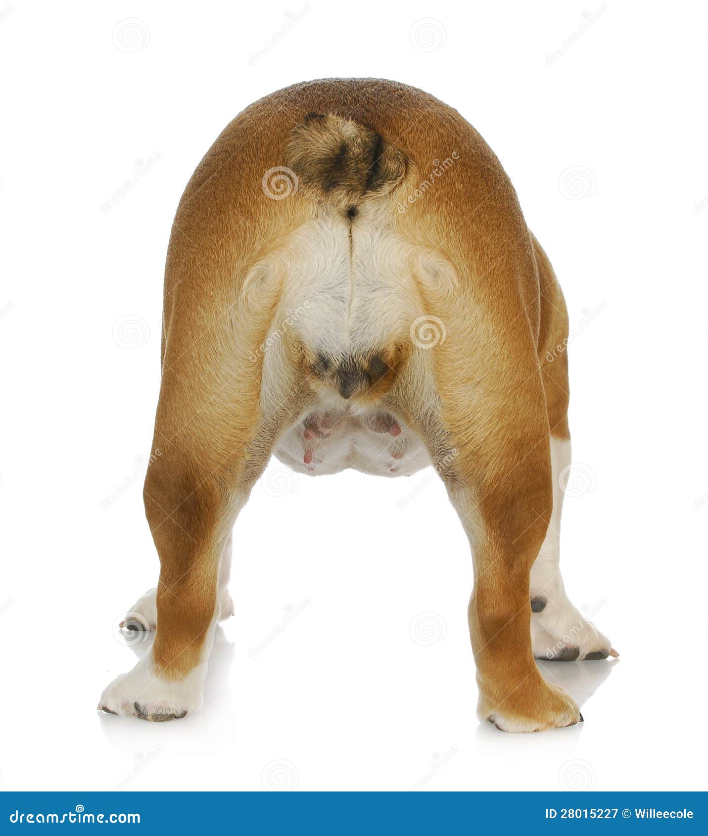 Weiblicher Hund stockbild. Bild von unterseite, winkel 28015227