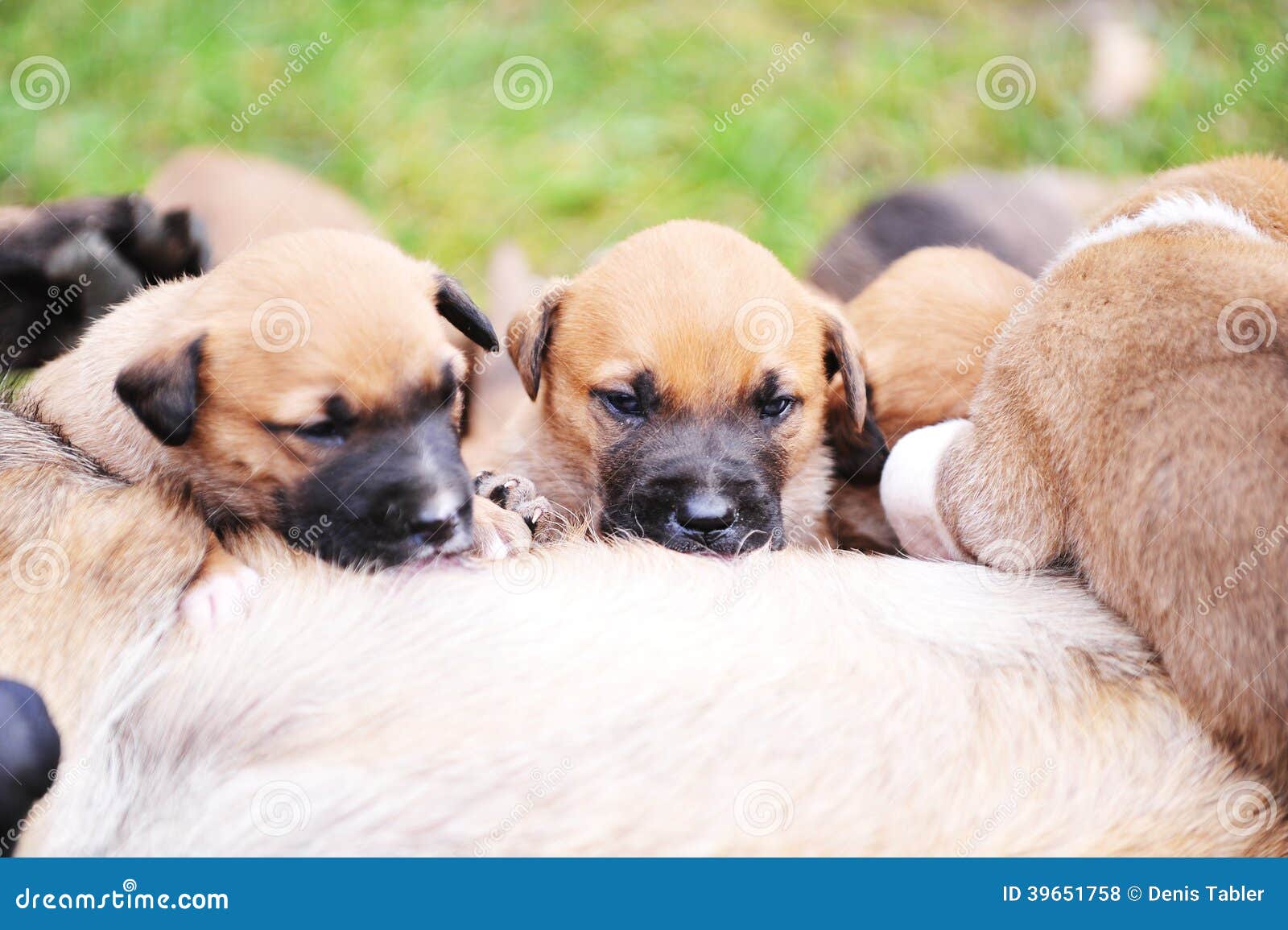 Weiblicher Hund mit Welpen stockfoto. Bild von jung, suckle 39651758