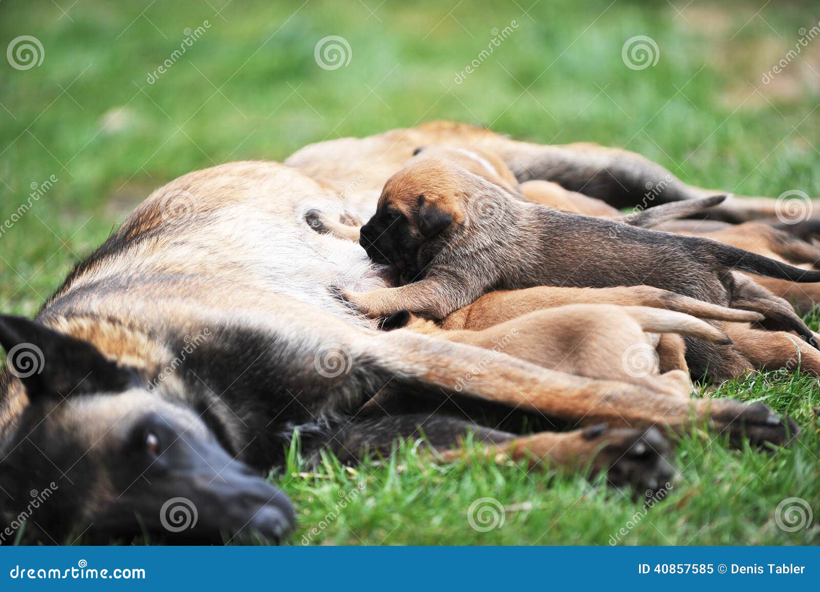 Weiblicher Hund mit Welpen stockbild. Bild von welpe 40857585