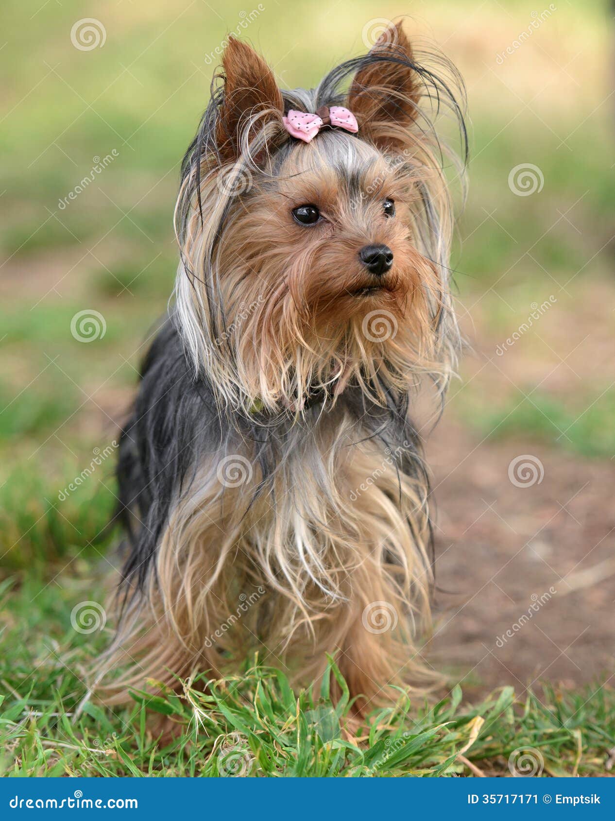 Weiblicher Hund Yorkshires Terrier Stockbild Bild von frontseite