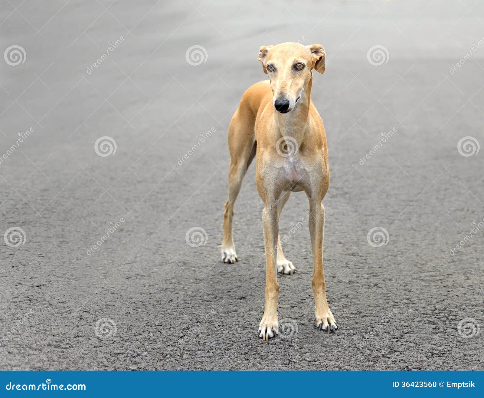 Weiblicher Spanisch GalgoHund Stockfoto Bild von spanisch, park