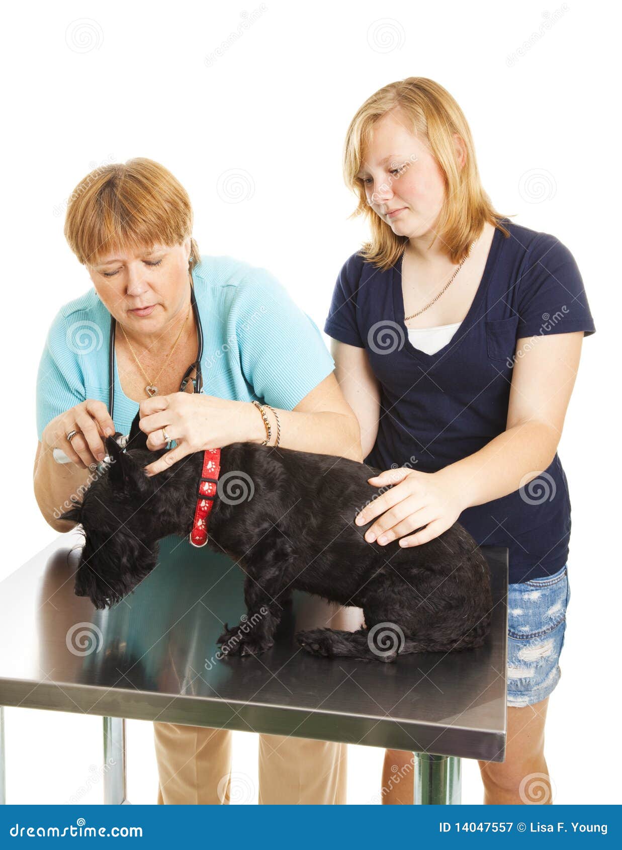 Weiblicher Tierarzt-überprüfenpatient. Weiblicher Tierarzt überprüft einen four-legged Patienten mithilfe des Inhabers des Hundes.