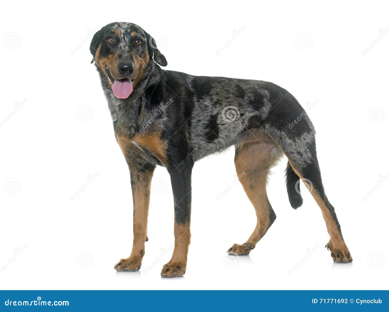 Weibliches Harlekin Beauceron Stockfoto Bild von getrennt, tier 71771692