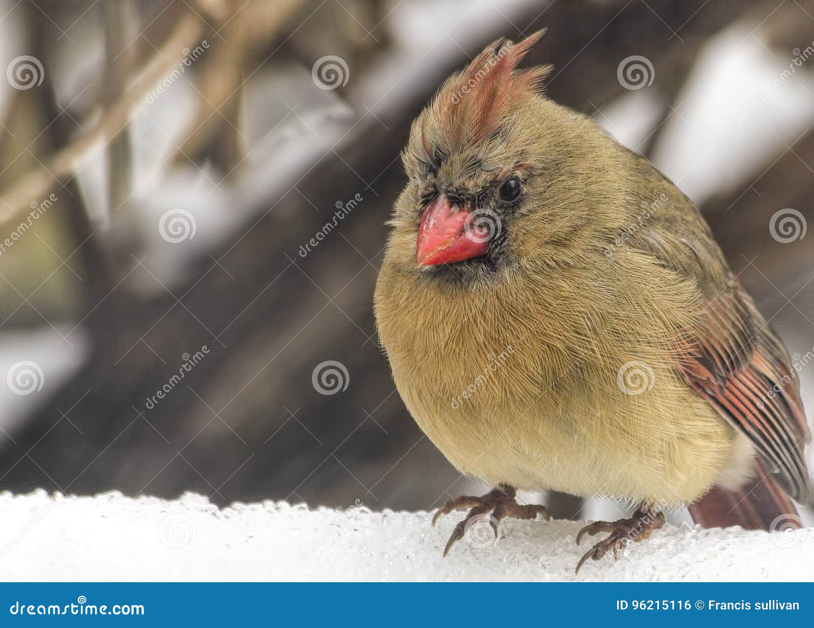 Weibliches hauptsächliches In The Snow. Einzelner Kardinal hockte im Schnee im Winter