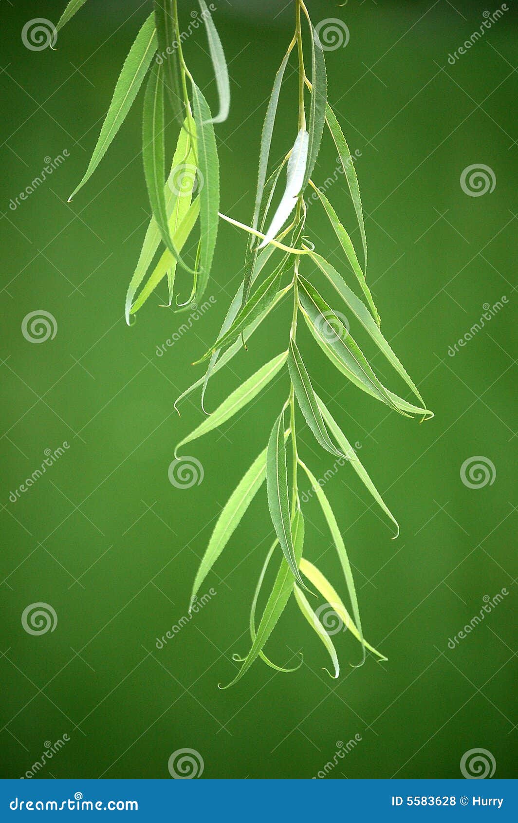 Weideblätter auf grünem Hintergrund.