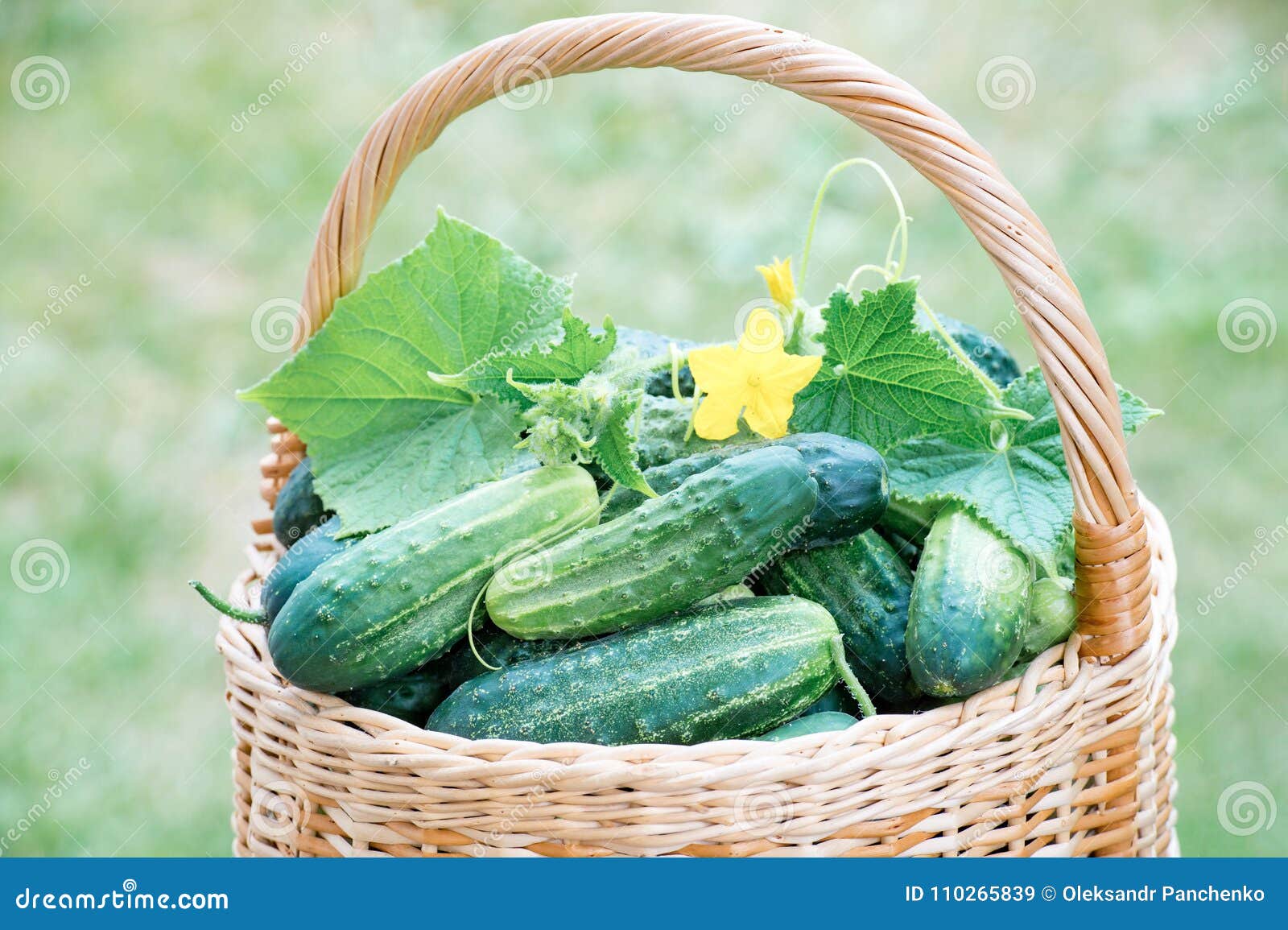 Weidenkorb Voll Von Saftigen Gurken Und Von Seinen Blumen Stockbild ...