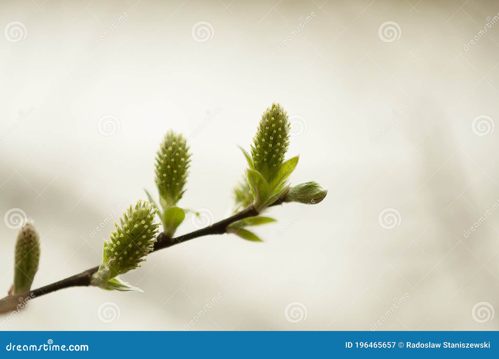 Weidenkätzchen beruhen auf den charakteristischen Weidenblütenständen der Salixklasse, die der Salicaceaefamilie gehört. isoliert auf weißem undeutlichem Hintergrund