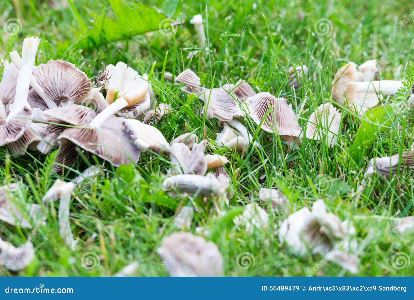 Weiße Pilze Auf GartenGras Stockfoto Bild 56489479