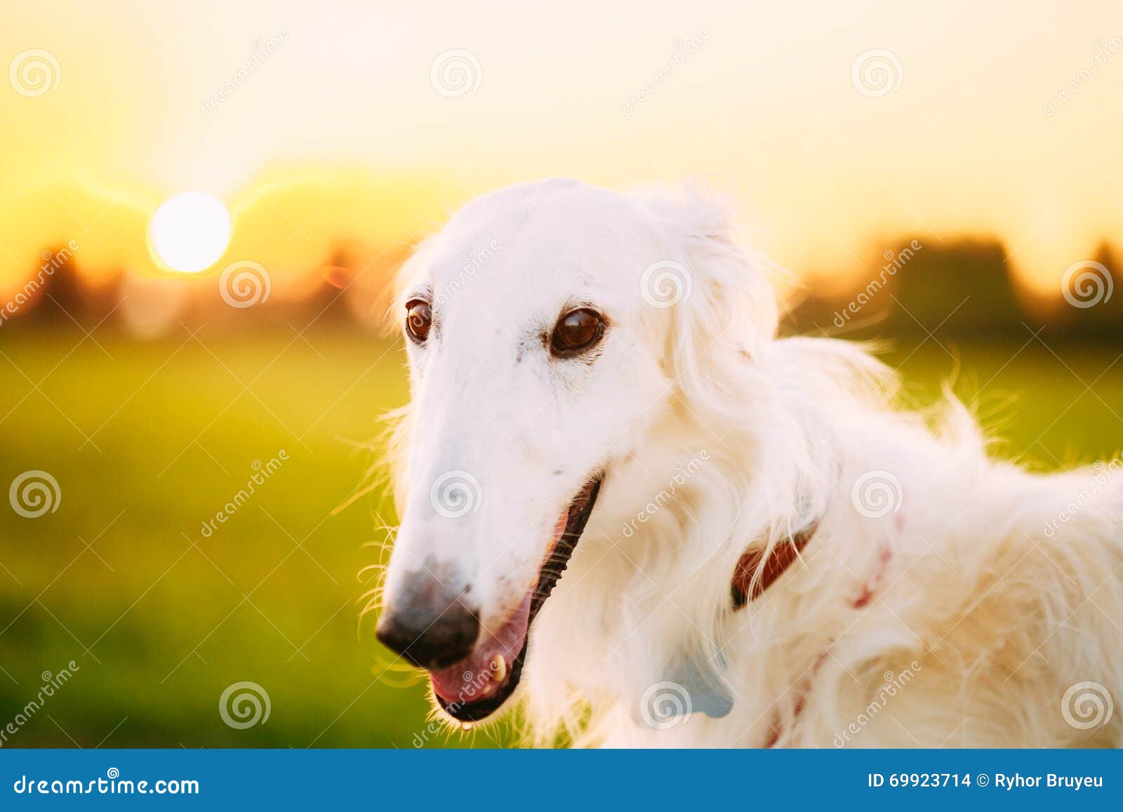 Weißer Russischer Hund, Barzoi, Jagdhund Im SommerSonnenuntergang