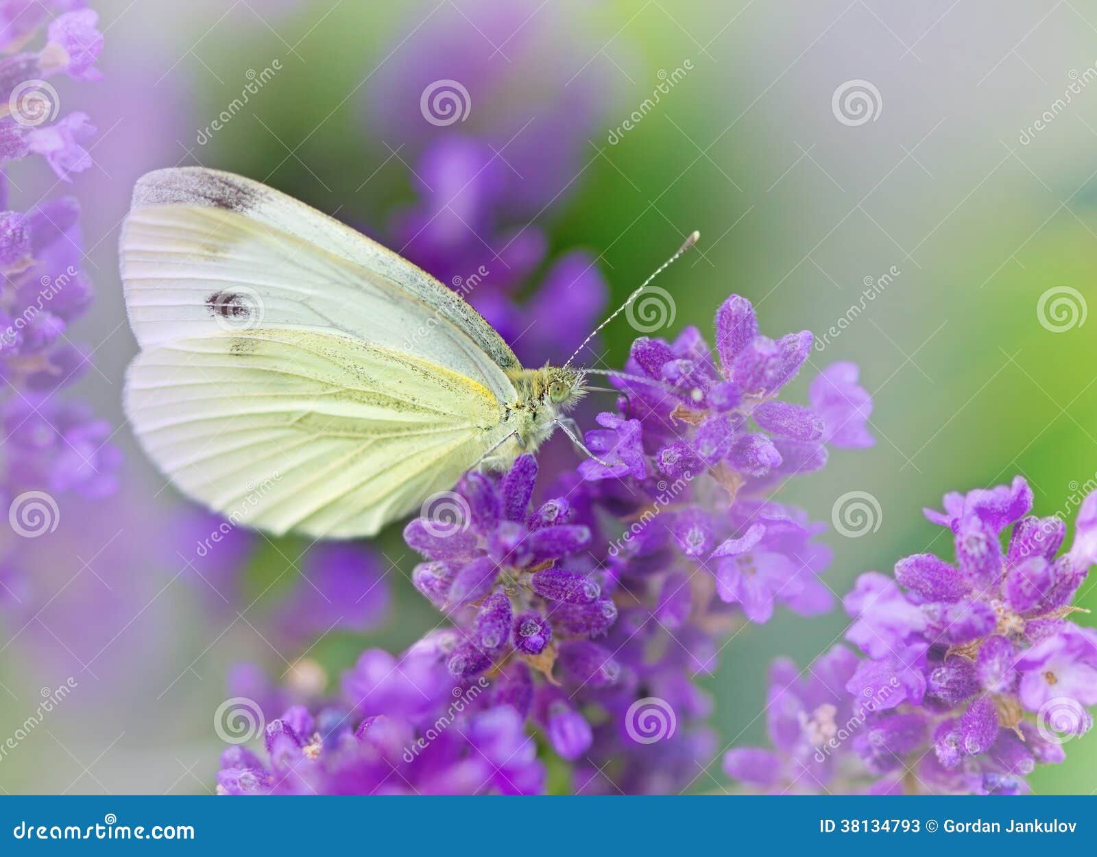 Weißer Schmetterling Auf Lavendel Stockfotos Bild 38134793