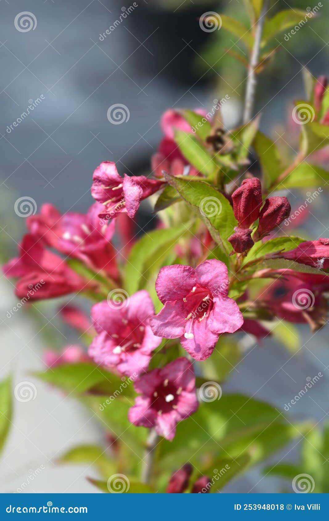 Weigela Bristol Ruby stock photo. Image of weigelia 253948018