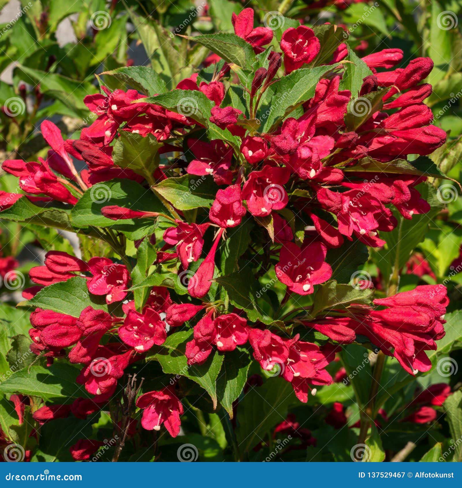 Weigela, Weigela florida stock image. Image of evanescence 137529467