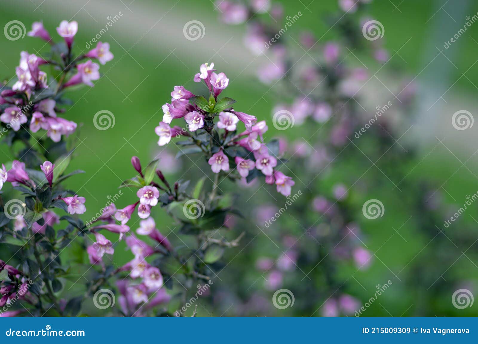 Weigela Florida Tango Cultivado Pequeña Floración Arbusto Púrpura Rosa  Pequeñas Flores En Flor En Las Ramas Imagen de archivo - Imagen de planta,  tango: 215009309