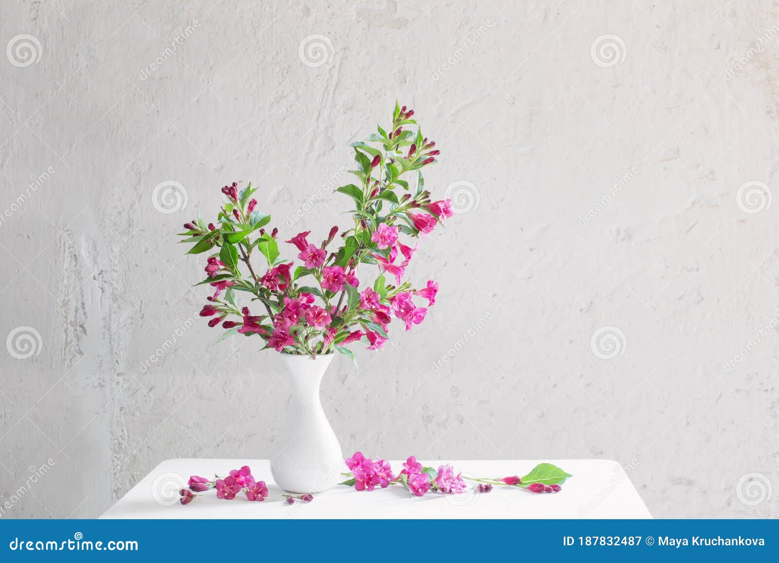 Weigela Flowers in Vase on White Background Stock Image Image of
