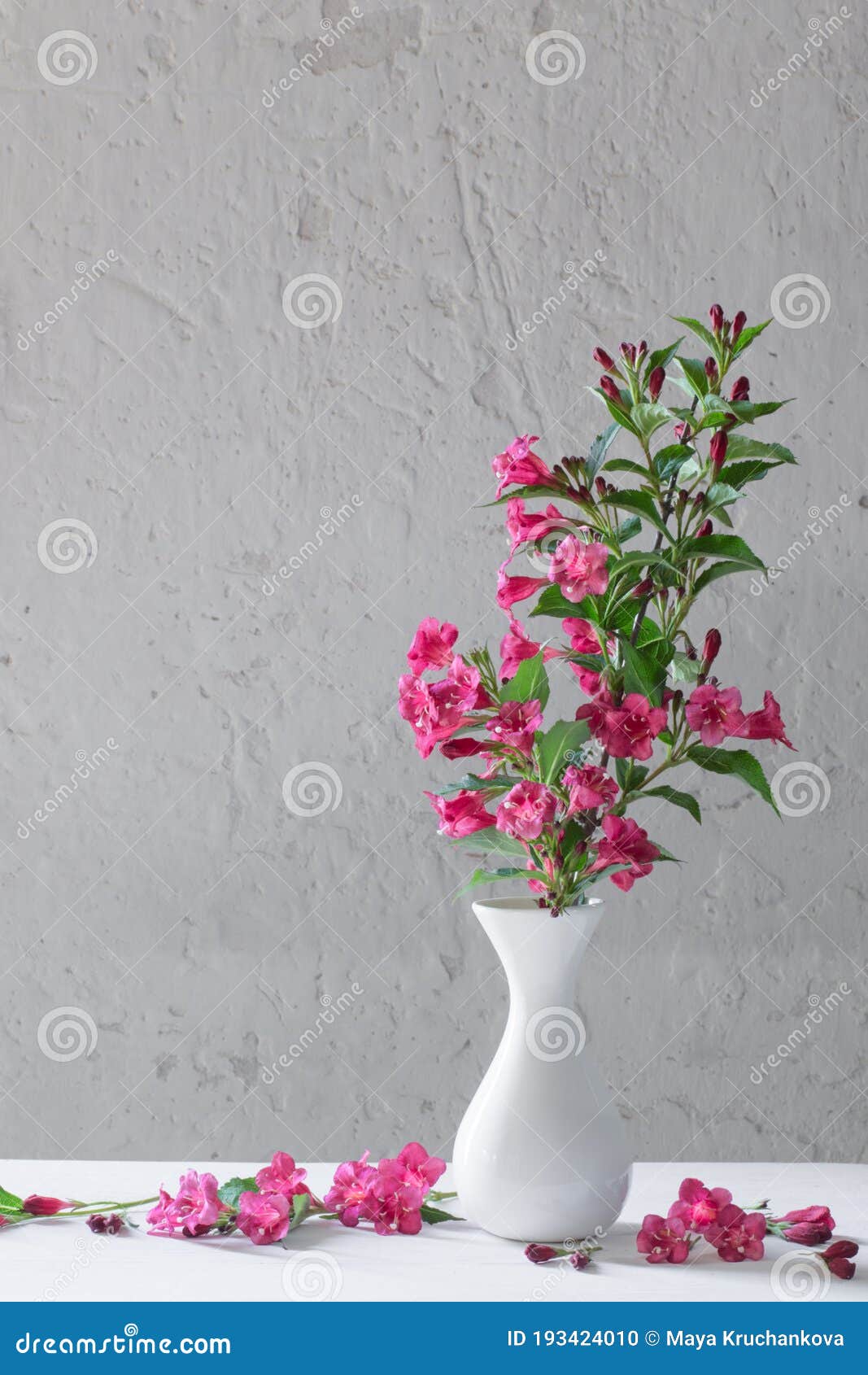 Weigela Flowers in White Vase on White Background Stock Photo Image