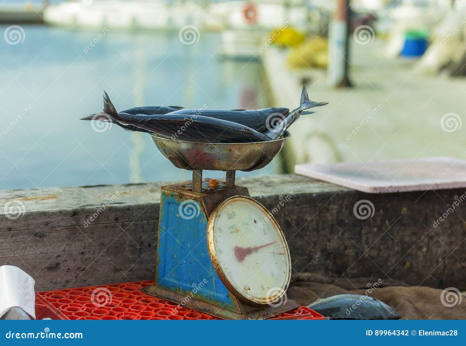 Weighing Fish stock photo. Image of fillet, group, life - 89964342