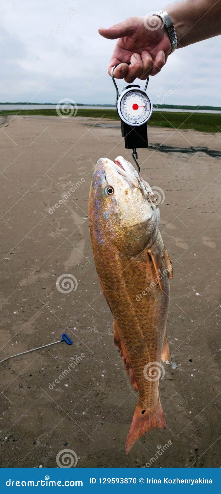 Weighing Fish Red Drum Sciaenops Ocellatus on Spring Scales Ag Stock Photo  - Image of drum, food: 129593870