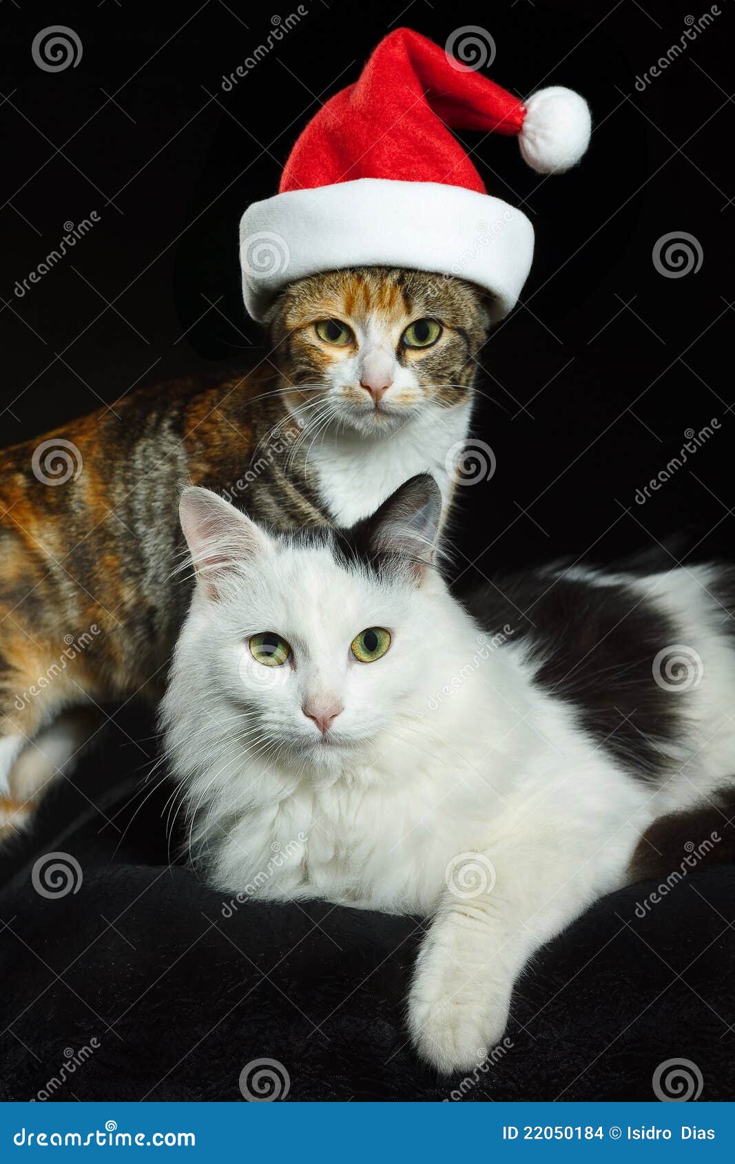 Weihnachtskatzen 1 stockfoto. Bild von nett, haustier - 22050184