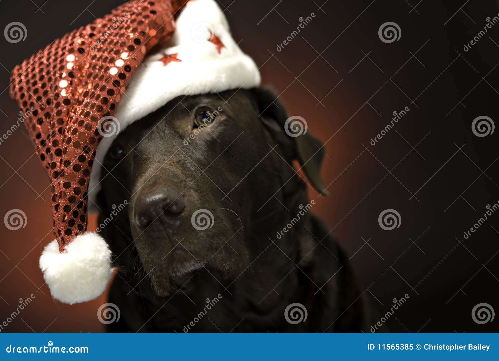 Weihnachtsschokolade Labrador. Schokolade Labrador am Weihnachten, das einen Sankt-Hut trägt