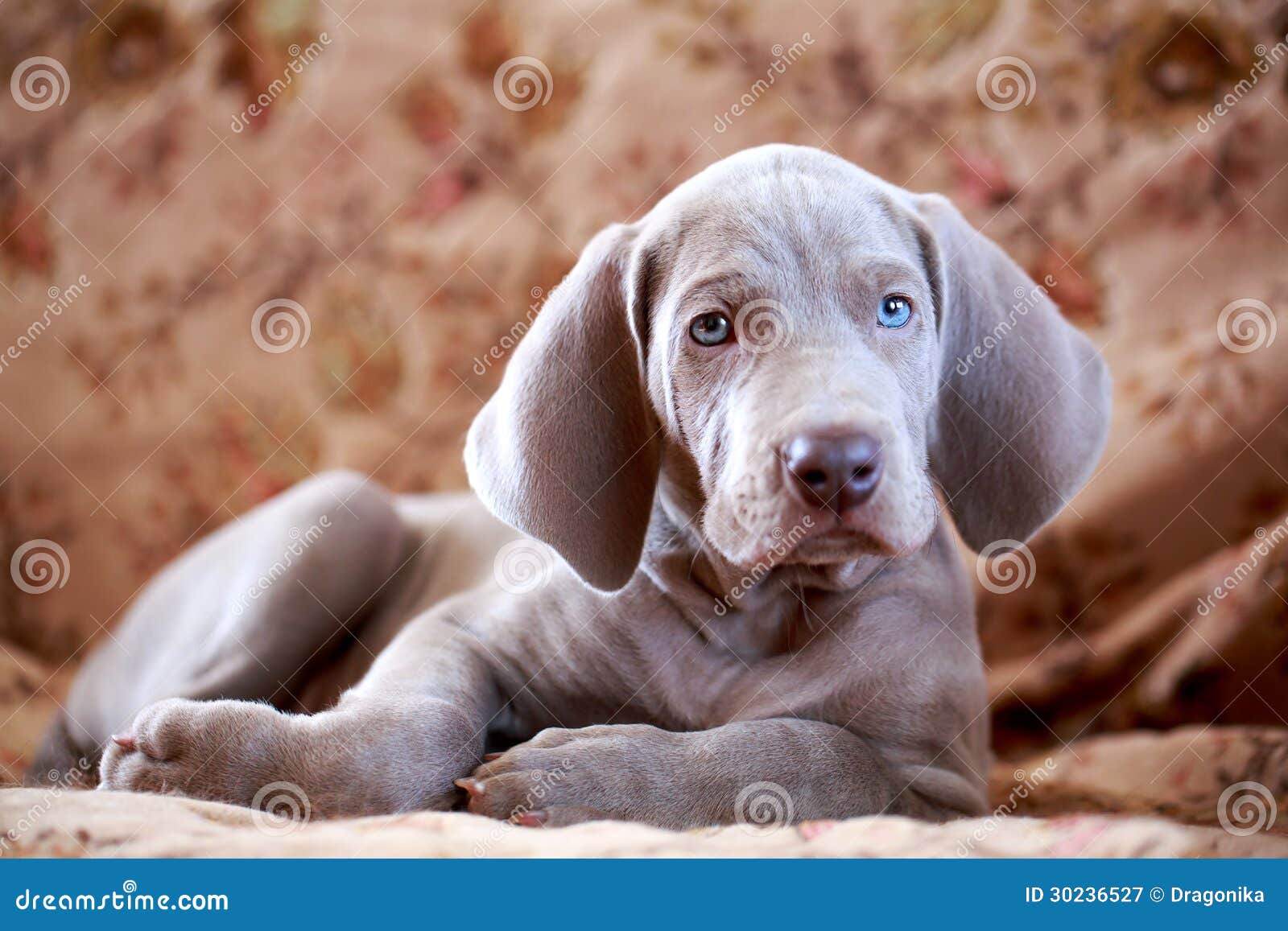 Weimaraner Blue Puppy Stock Image Image Of Carnivoran 30236527