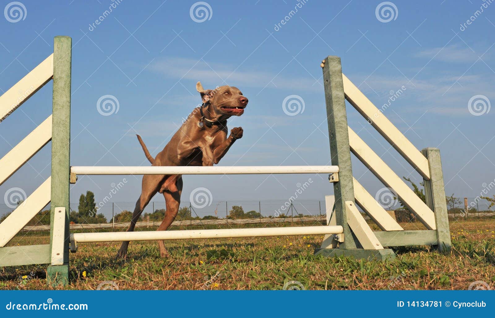 Weimaraner de salto. Perro criado en línea pura de salto del weimaraner en un día de resorte