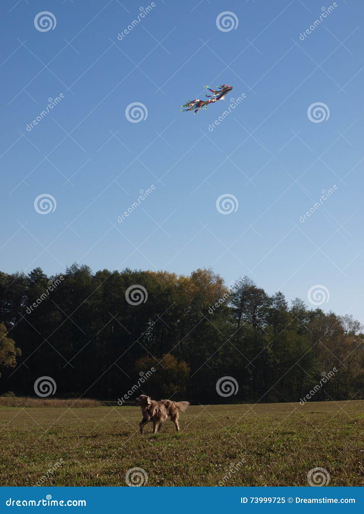 Weimaraner dog stock image. Image of autumn, puppy, flying 73999725