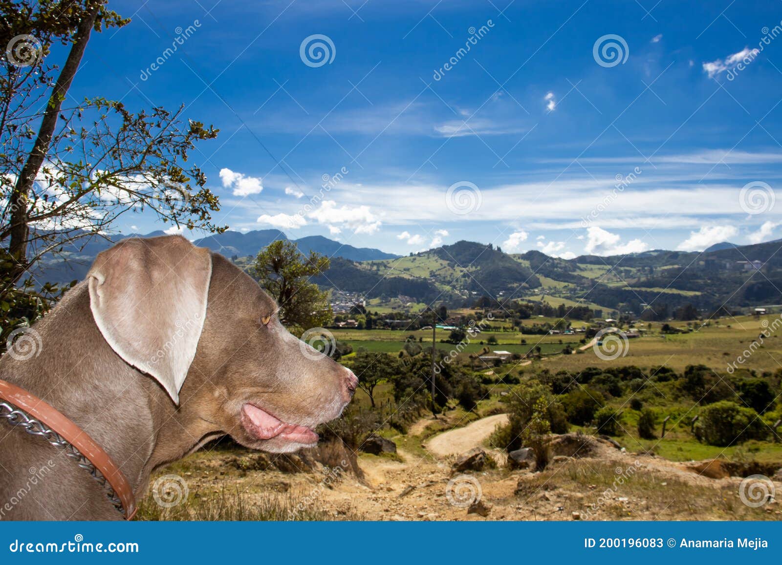 weimaraner dog looking at the beautiful landscapes of la calera in colombia