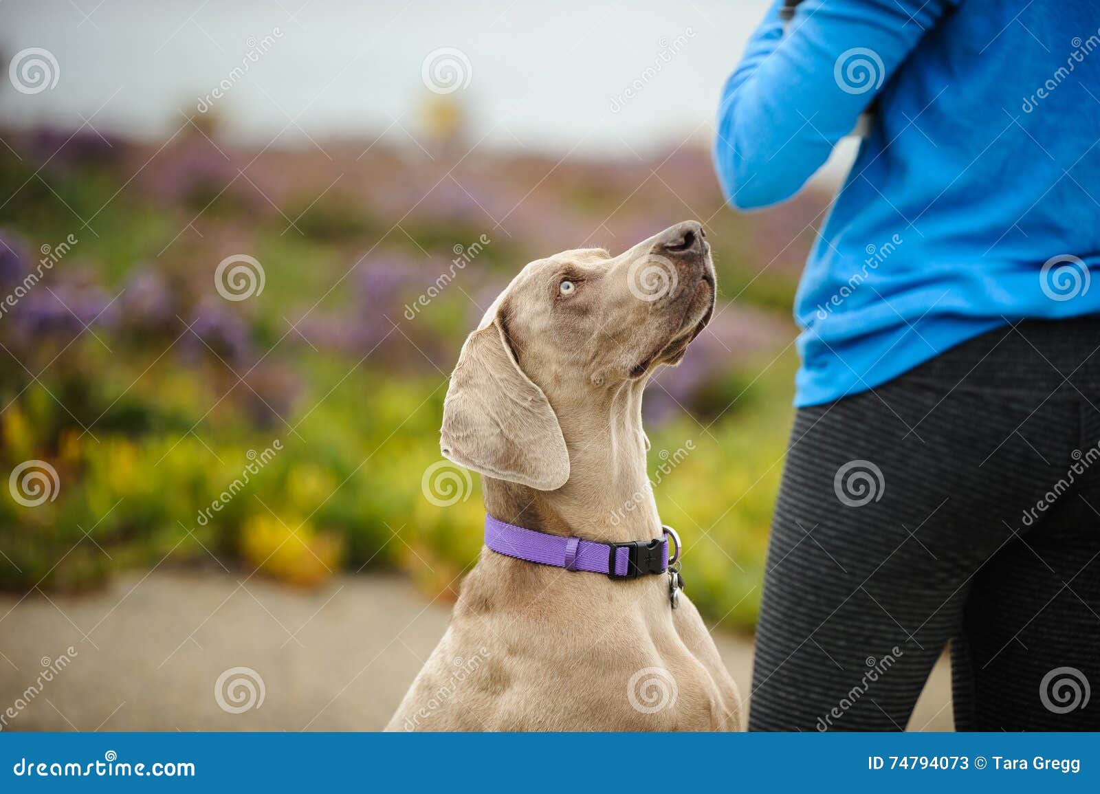 weimaraner dog looking at owner handler