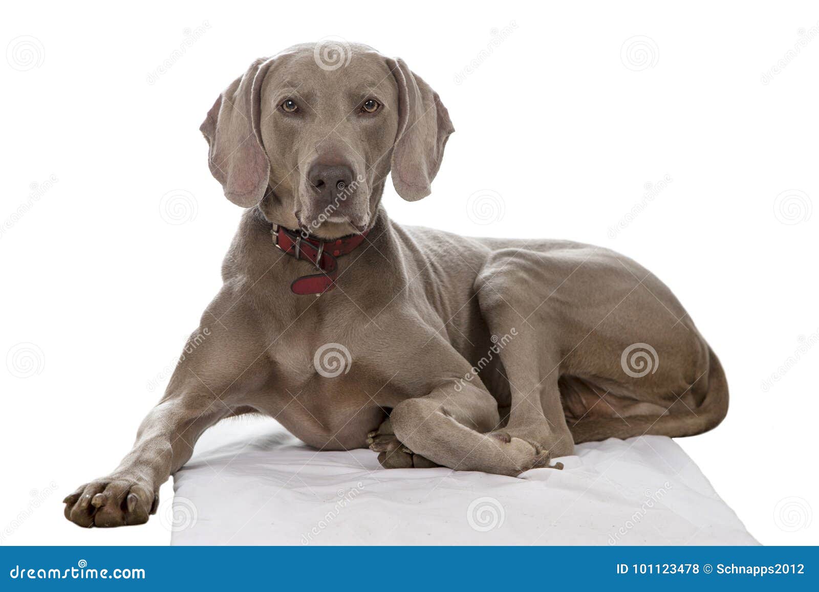 Weimaraner stock photo. Image of pedigree, animal, male - 101123478