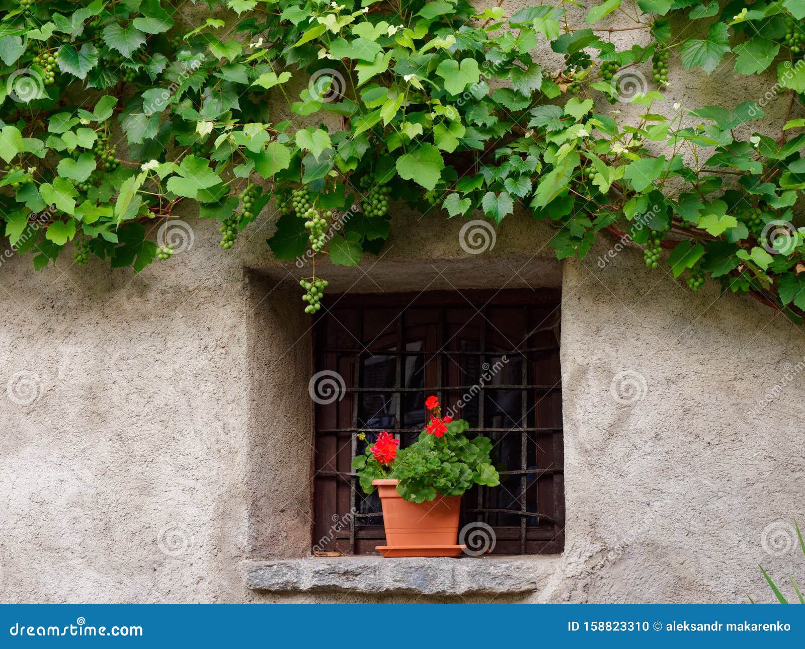 Wein an Der Wand Eines Italienischen Hauses Stockfoto Bild von braun