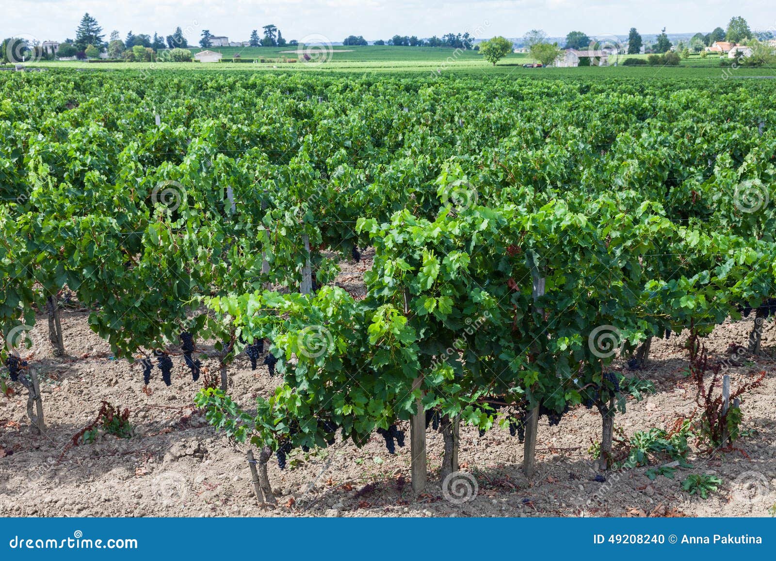 Weinberg von bue Trauben. Weinberge von Saint Emilion, Bordeaux in Frankreich