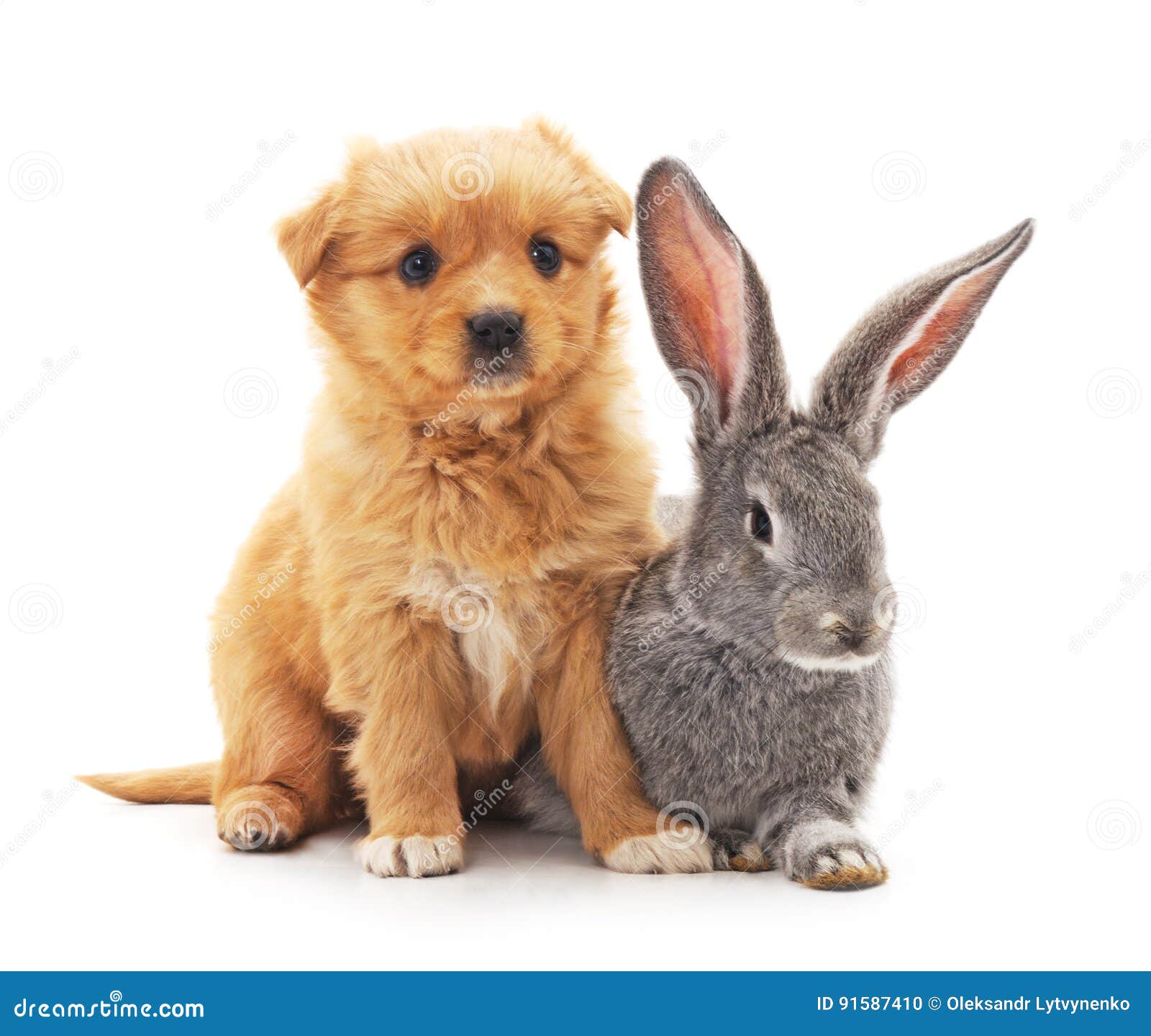 surfen lawaai eindeloos Weinig hond en konijn stock foto. Image of vriendschap - 91587410