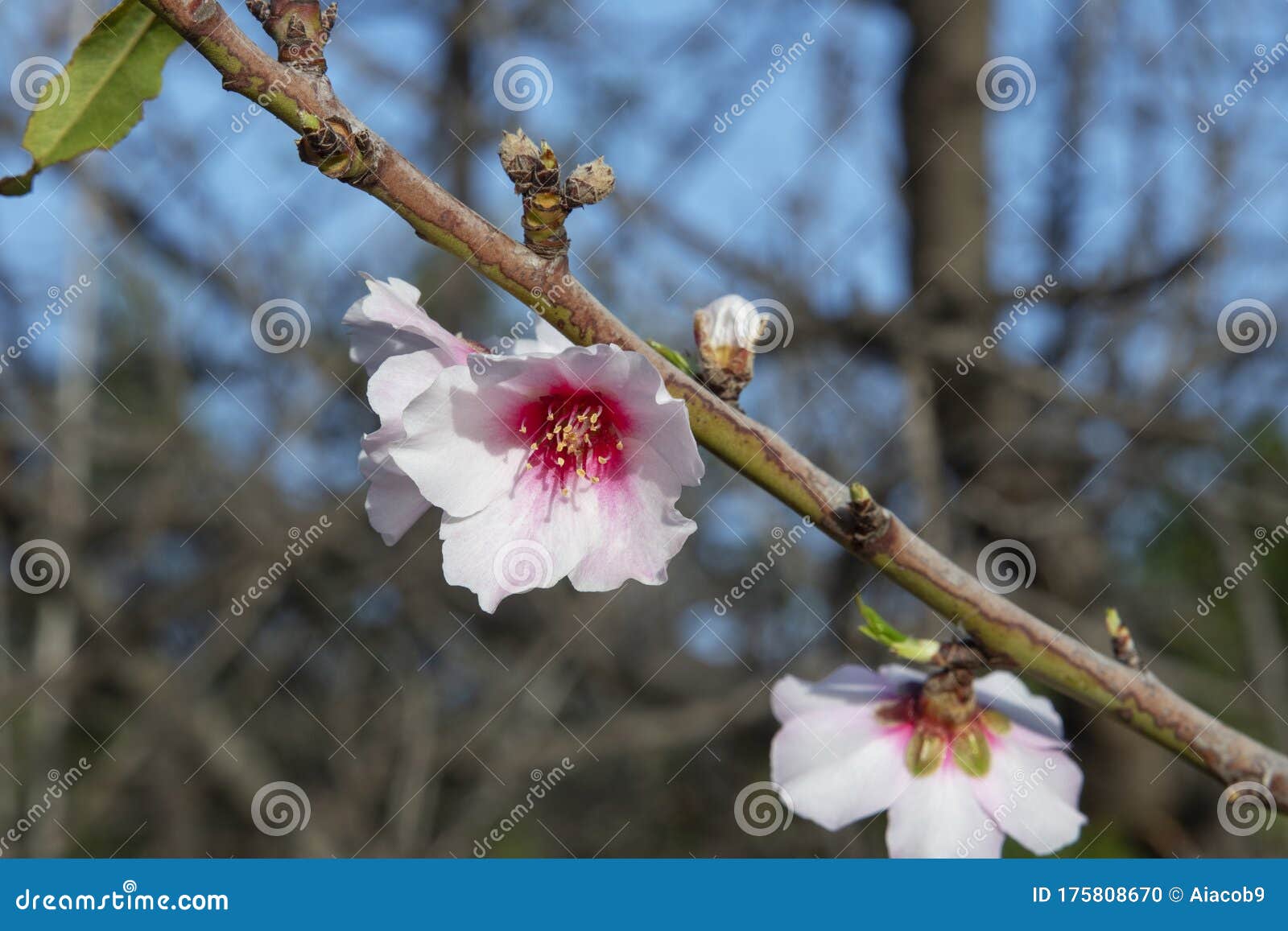 Manier extase Zwakheid Weinig Solitaire Roze Amandelbloemen in Bloei Van De Gedomesticeerde  Fruitboom Prunus Dulcis Stock Foto - Image of kanarie, amandel: 175808670