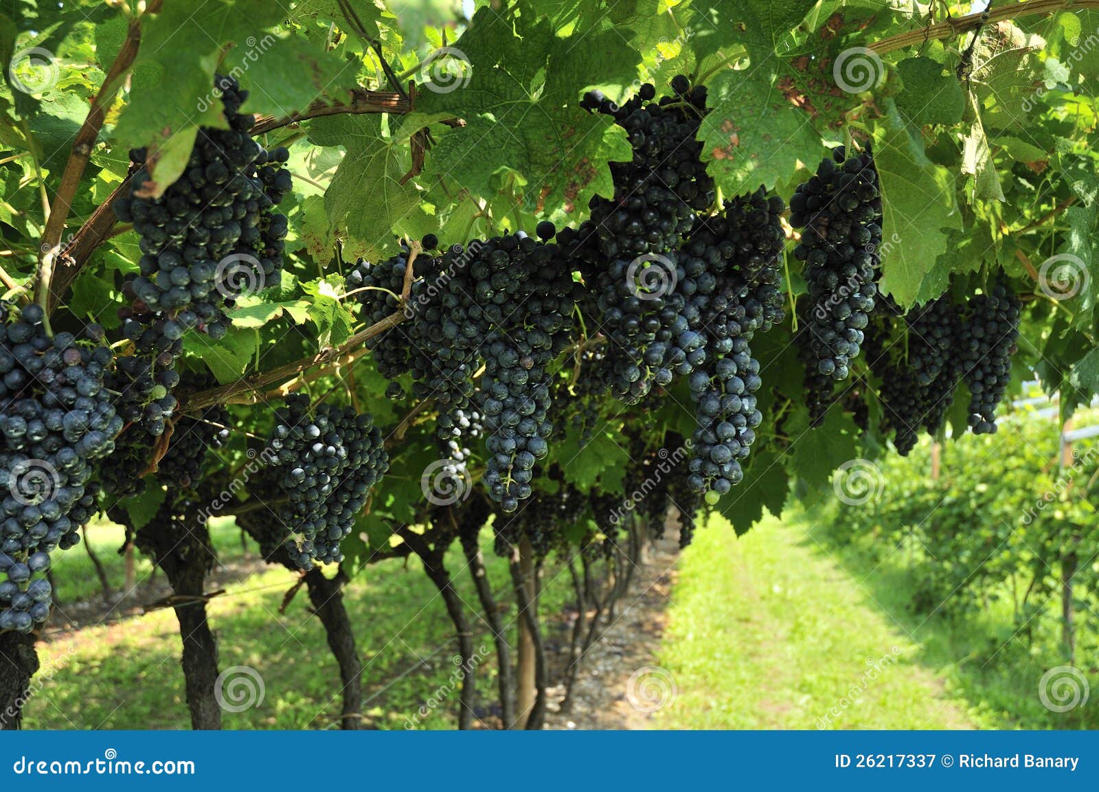 Weintrauben stockbild. Bild von land, feld, muskatellertraube - 26217337